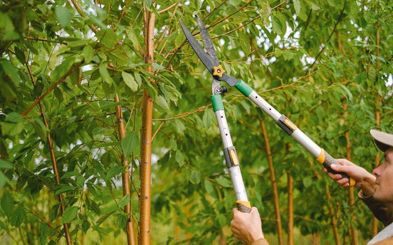 Tree trimming in Runnells, IA